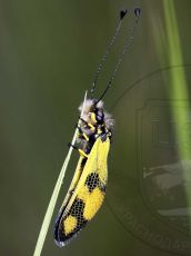 Libelloides-macaronius_1